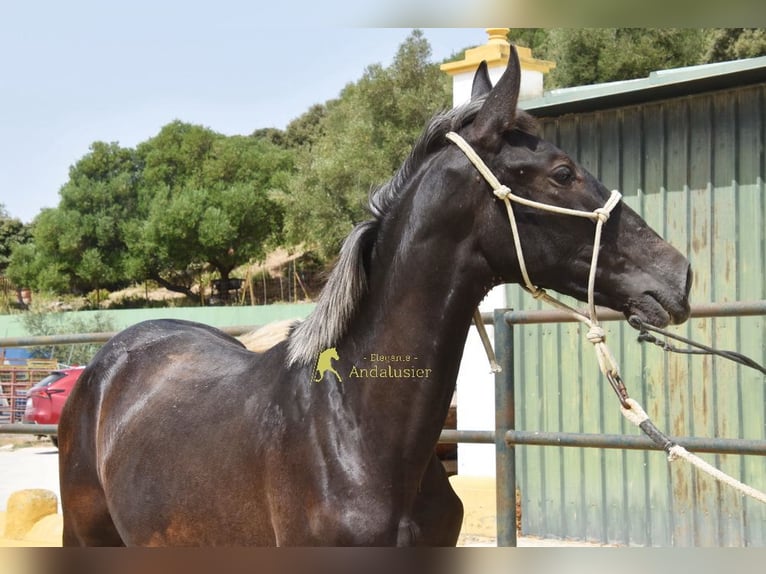 PRE Semental 1 año 154 cm Tordo in Provinz Malaga