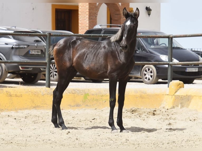 PRE Semental 1 año 154 cm Tordo in Provinz Malaga