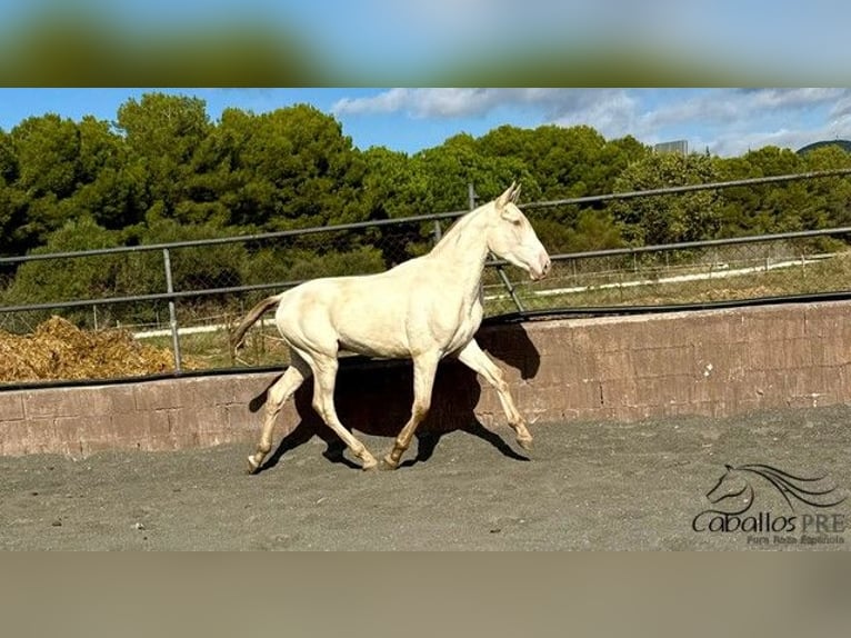 PRE Semental 1 año 155 cm Perlino in Barcelona