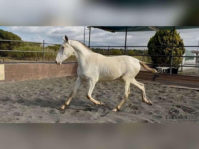 PRE Mestizo Semental 1 año 155 cm Perlino in Barcelona