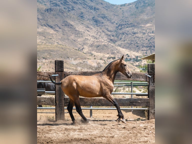 PRE Mestizo Semental 1 año 156 cm Buckskin/Bayo in Almeria