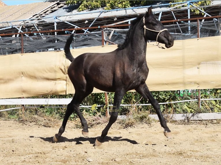 PRE Semental 1 año 156 cm Negro in Provinz Granada