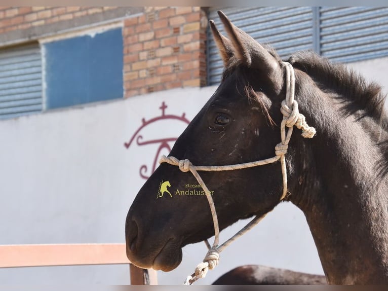 PRE Semental 1 año 156 cm Negro in Provinz Granada