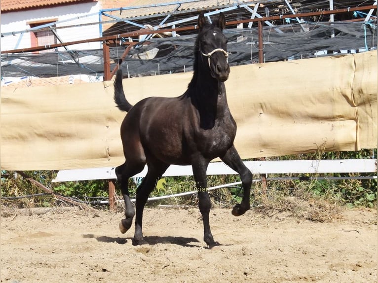 PRE Semental 1 año 156 cm Negro in Provinz Granada