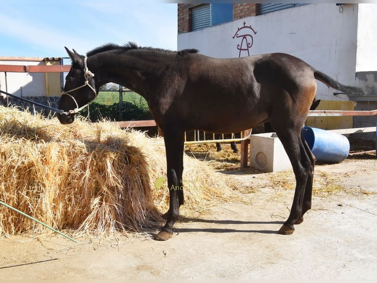 PRE Semental 1 año 156 cm Negro in Provinz Granada