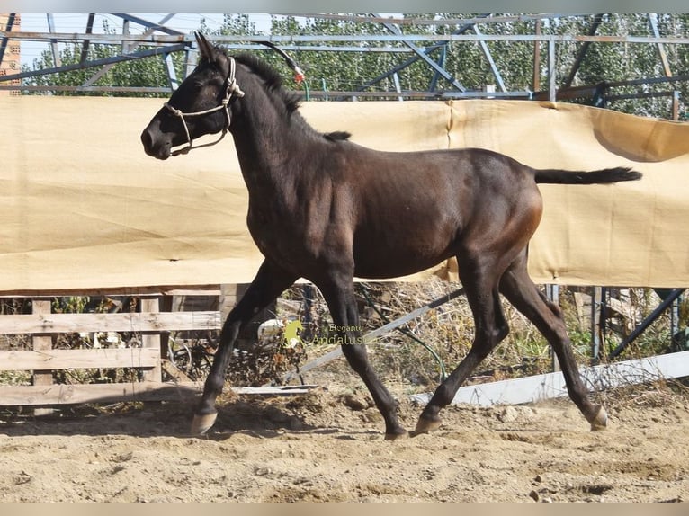 PRE Semental 1 año 156 cm Negro in Provinz Granada
