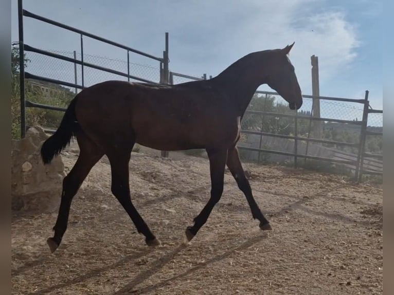 PRE Semental 1 año 157 cm Castaño oscuro in Estepa