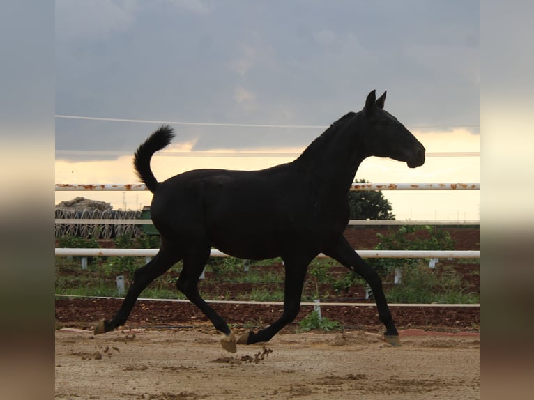 PRE Mestizo Semental 1 año 157 cm Negro in Los Rosales PRE Mestizo Semental 1 año 157 cm Negro in Los Rosales