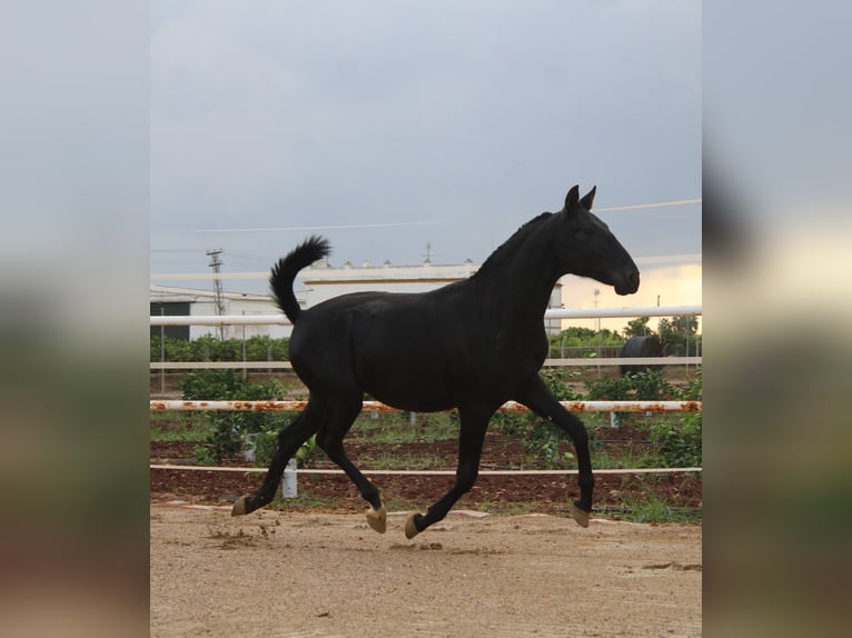 PRE Mestizo Semental 1 año 157 cm Negro in Los Rosales PRE Mestizo Semental 1 año 157 cm Negro in Los Rosales