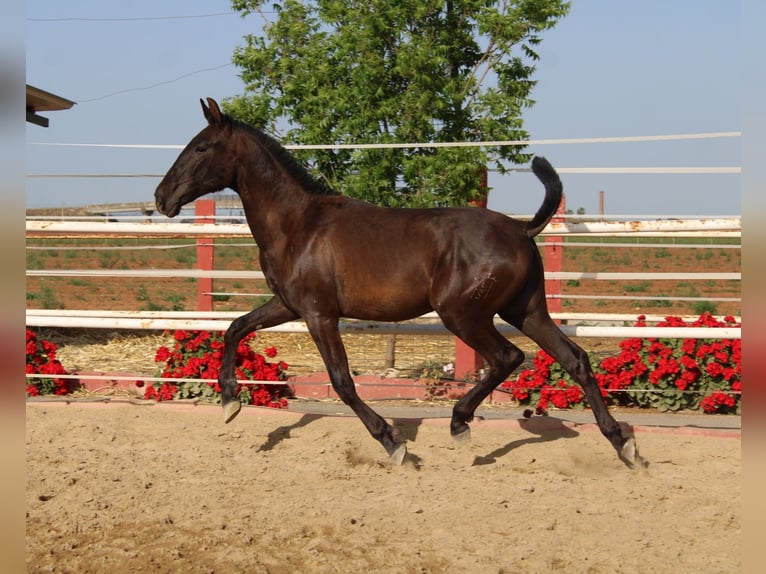 PRE Semental 1 año 157 cm Negro in Los Rosales