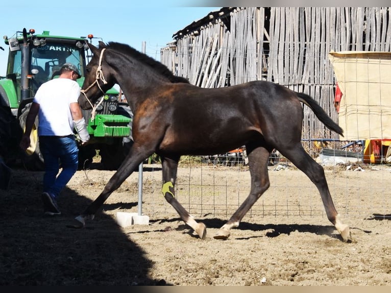 PRE Semental 1 año 157 cm Negro in Provinz Granada