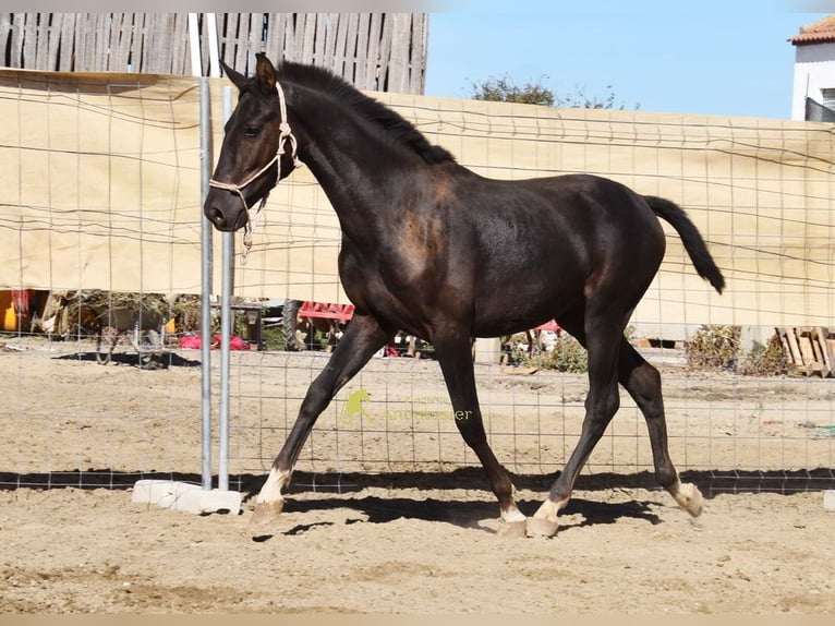 PRE Semental 1 año 157 cm Negro in Provinz Granada