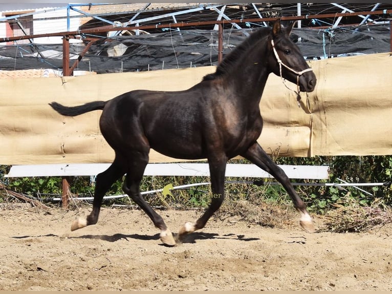 PRE Semental 1 año 157 cm Negro in Provinz Granada