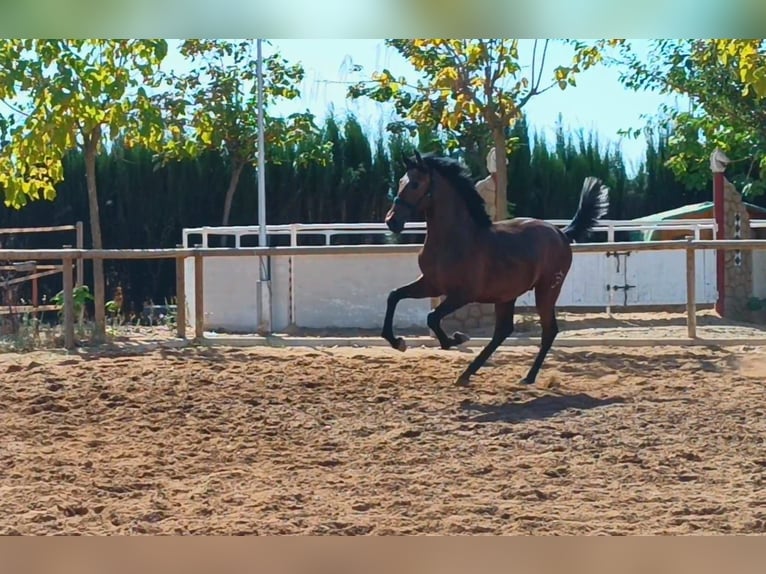 PRE Semental 1 año 157 cm Tordo in Andujar