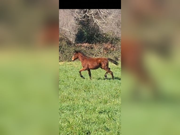 PRE Mestizo Semental 1 año 158 cm Castaño claro in A Coru&#xF1;a