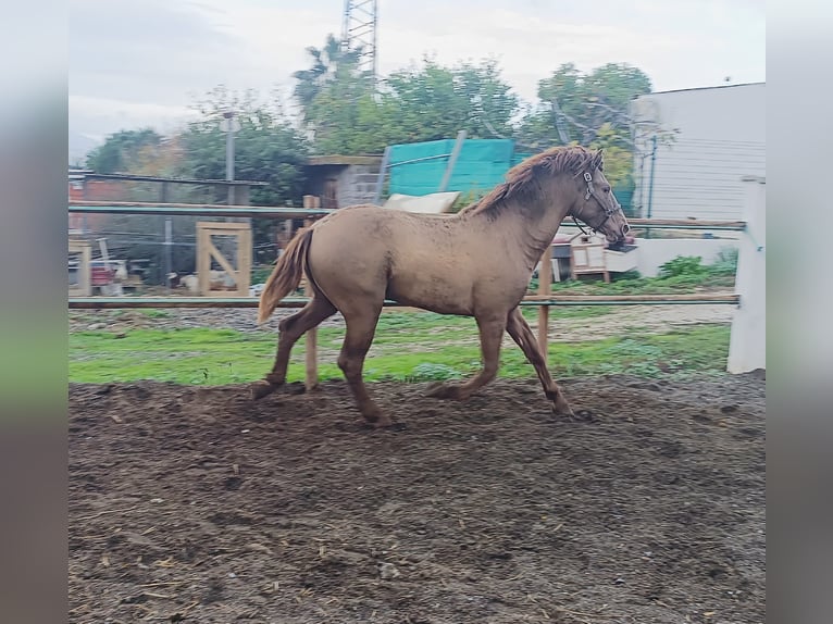 PRE Mestizo Semental 1 año 158 cm Champán in Cartama