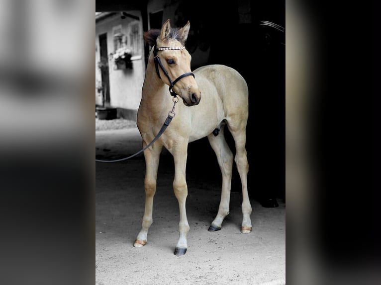 PRE Mestizo Semental 1 año 160 cm Buckskin/Bayo in Smørum