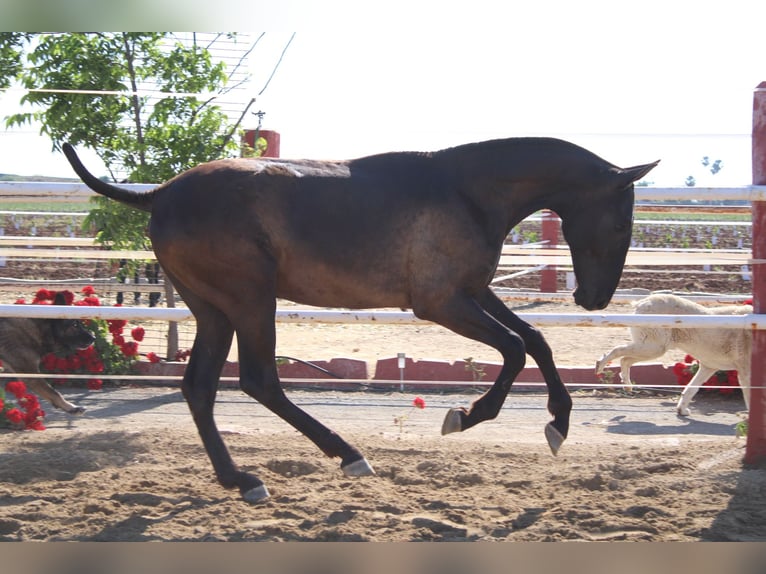 PRE Semental 1 año 160 cm Negro in Los Rosales