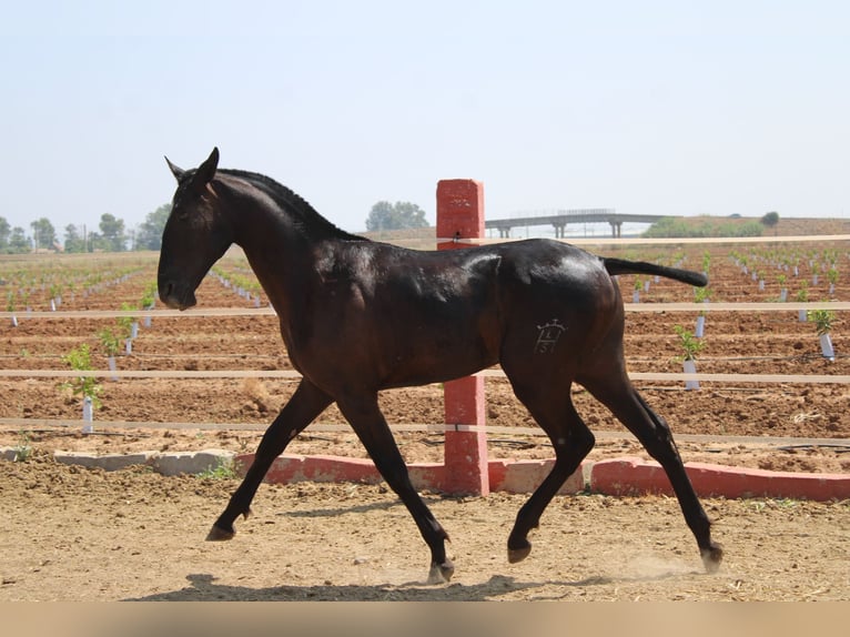 PRE Semental 1 año 160 cm Negro in Los Rosales