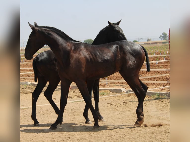 PRE Semental 1 año 160 cm Negro in Los Rosales