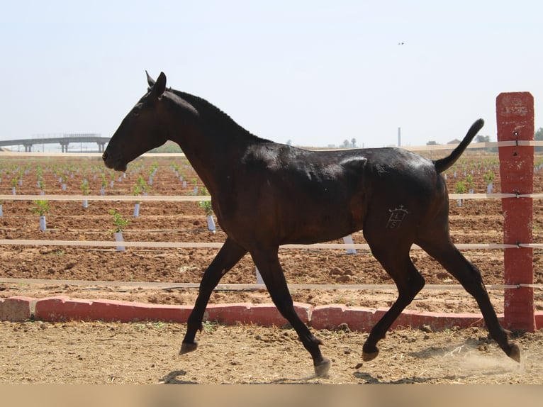 PRE Semental 1 año 160 cm Negro in Los Rosales