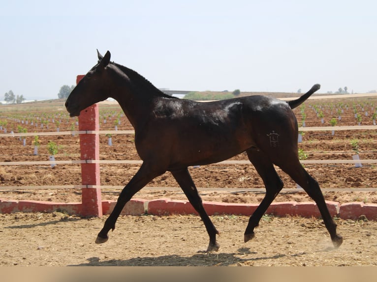 PRE Semental 1 año 160 cm Negro in Los Rosales