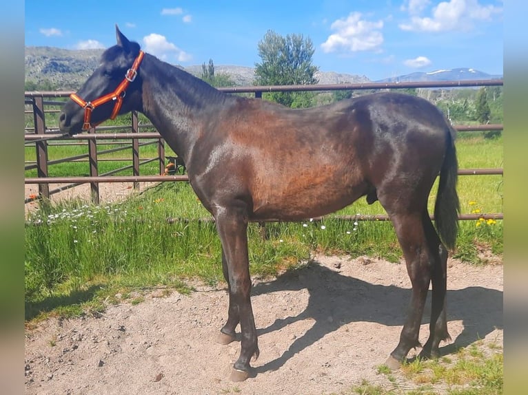 PRE Semental 1 año 160 cm Negro in Palacio
