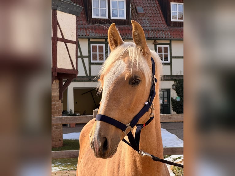 PRE Semental 1 año 160 cm Palomino in Südharz