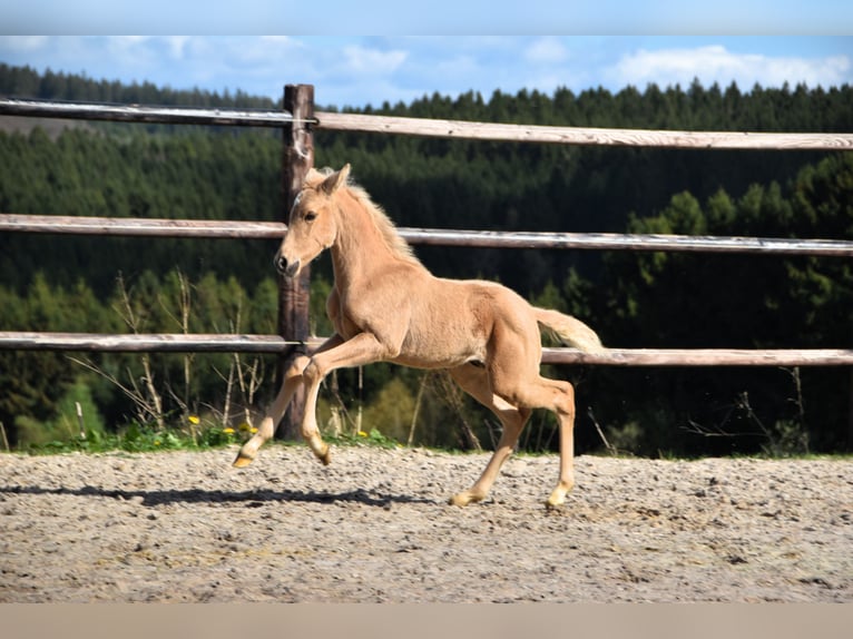 PRE Semental 1 año 160 cm Palomino in Dochamps