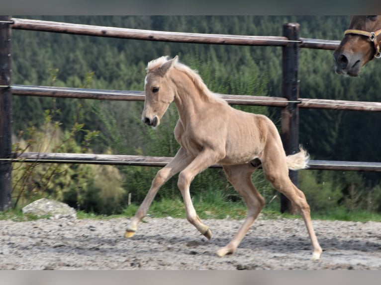 PRE Semental 1 año 160 cm Palomino in Dochamps