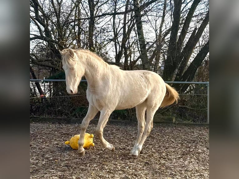 PRE Mestizo Semental 1 año 163 cm Perlino in Kürten