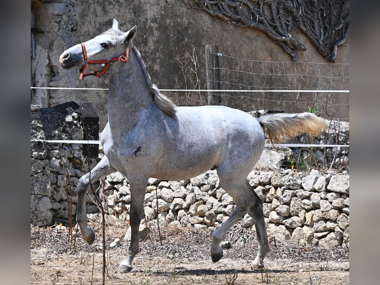 PRE Mestizo Semental 1 año 163 cm Tordo in Mallorca