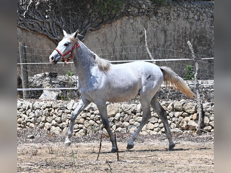 PRE Mestizo Semental 1 año 163 cm Tordo in Mallorca