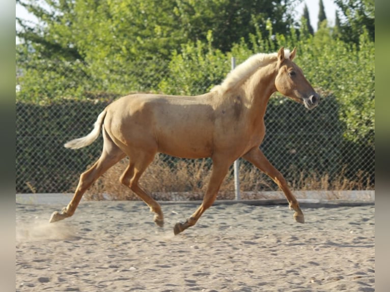 PRE Mestizo Semental 1 año 164 cm Palomino in Alcantarilla