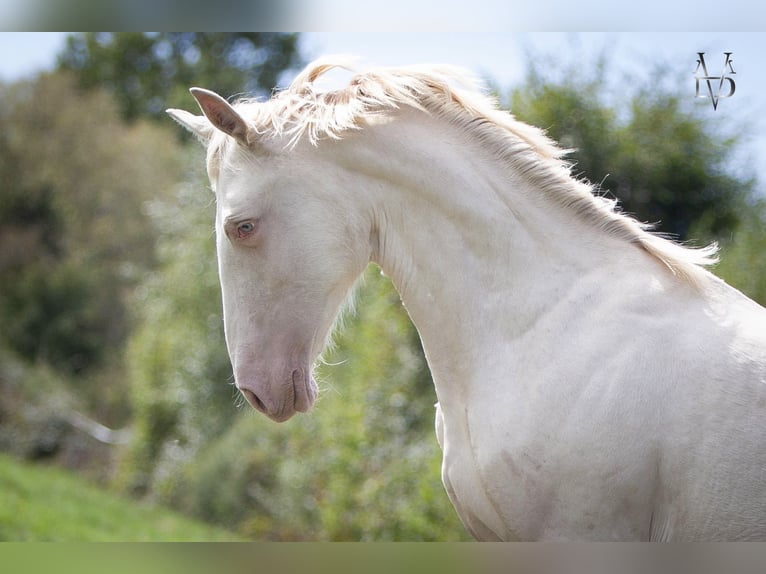 PRE Semental 1 año 165 cm Bayo in La Vespière-Friardel