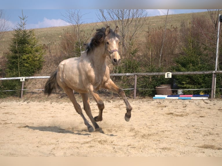 PRE Semental 1 año 165 cm Bayo in Wegscheid