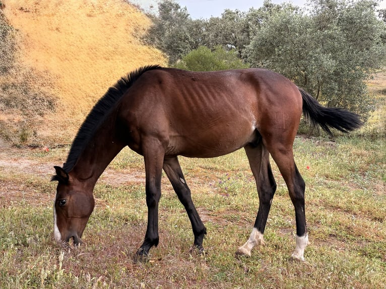PRE Semental 1 año 165 cm Castaño in Córdoba