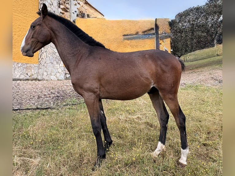 PRE Semental 1 año 165 cm Castaño in Córdoba