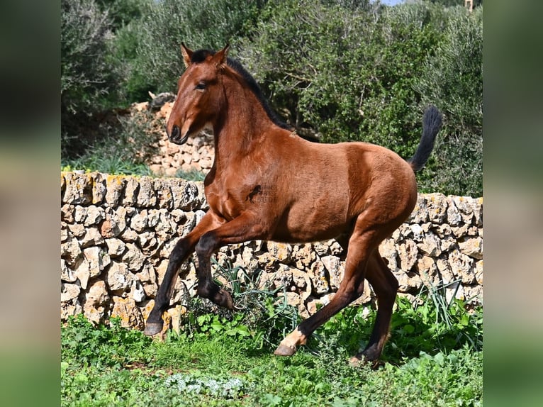 PRE Mestizo Semental 1 año 165 cm Castaño in Menorca