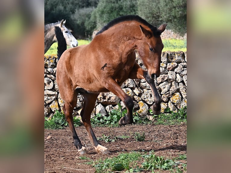 PRE Mestizo Semental 1 año 165 cm Castaño in Menorca