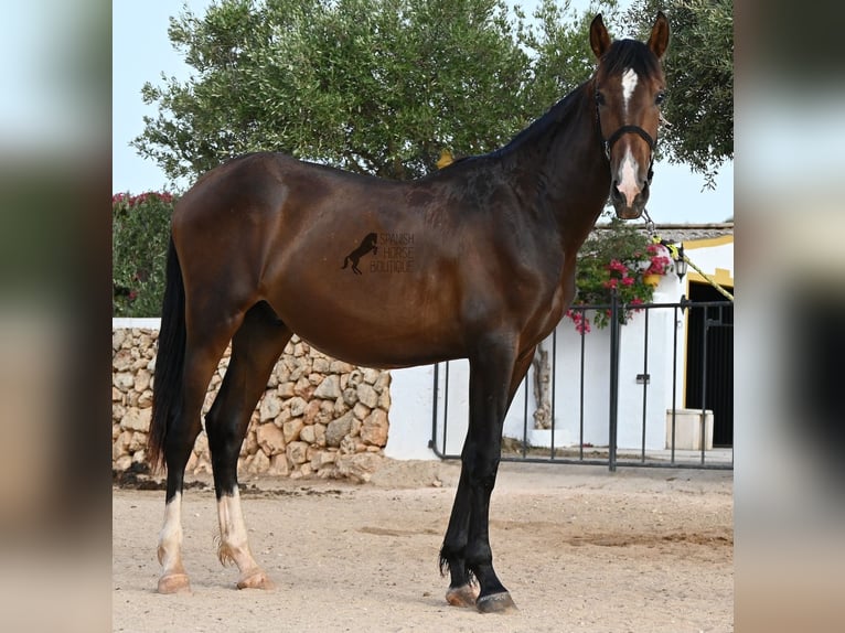 PRE Mestizo Semental 1 año 165 cm Castaño in Menorca