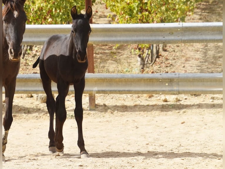 PRE Semental 1 año 165 cm Negro in Provinz Cordoba
