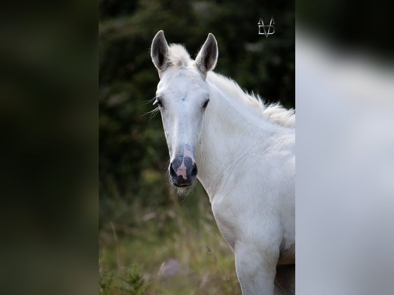 PRE Mestizo Semental 1 año 165 cm Palomino in La Vespière-Friardel