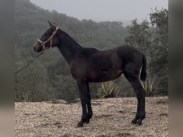 PRE Mestizo Semental 1 año 165 cm Tordo in Jardinito, El (Cordoba) (Finca)