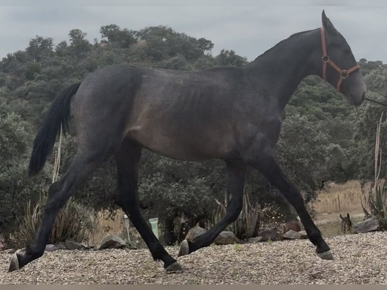 PRE Semental 1 año 165 cm Tordo in Jardinito, El (Cordoba) (Finca)