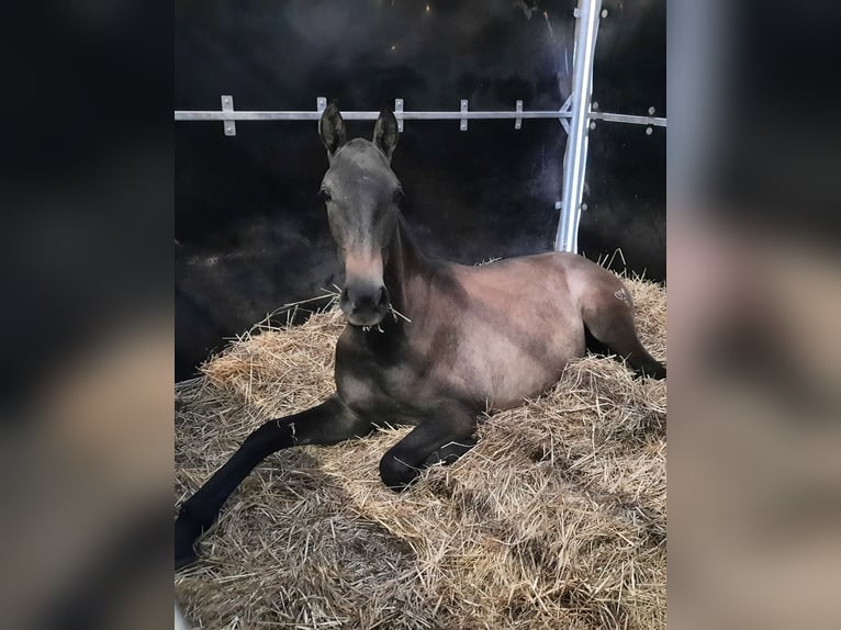 PRE Semental 1 año 165 cm Tordo in Alveringem