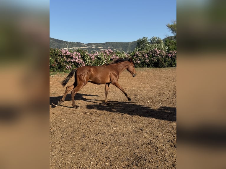 PRE Mestizo Semental 1 año 167 cm Castaño in Xativa