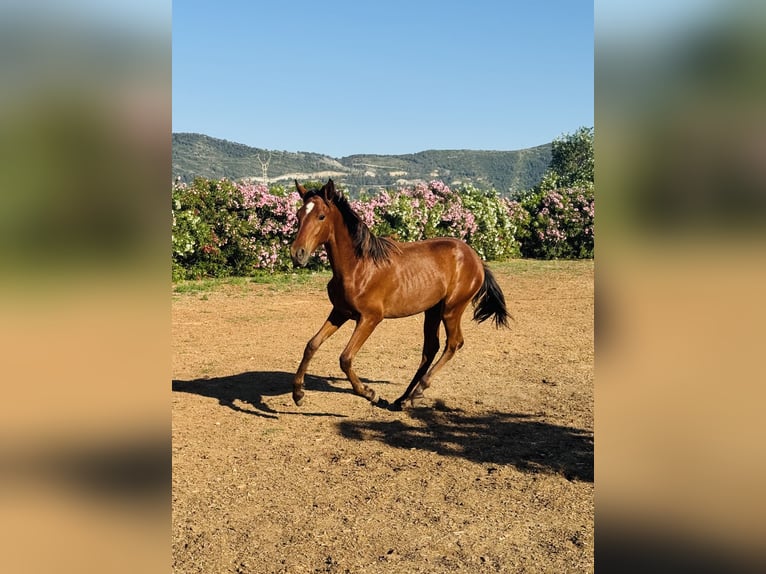 PRE Mestizo Semental 1 año 167 cm Castaño in Xativa