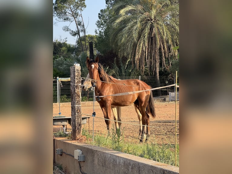 PRE Mestizo Semental 1 año 167 cm Castaño in Xativa