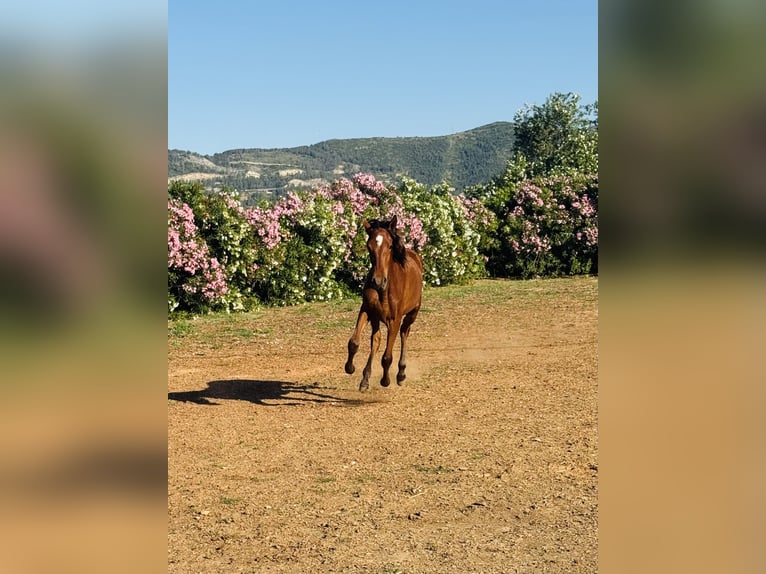 PRE Mestizo Semental 1 año 167 cm Castaño in Xativa